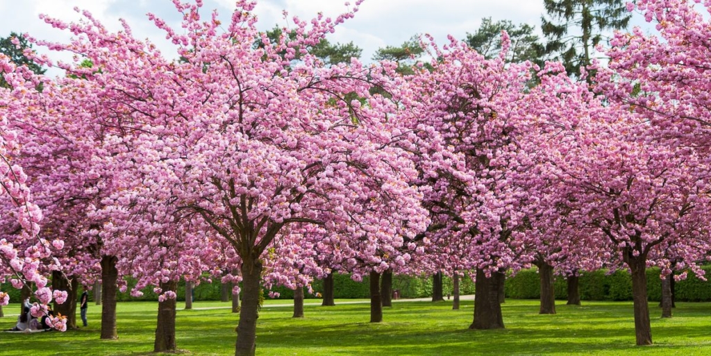 Cherry Blossoms