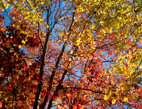 Living in New Hope: What It Costs to Live Somewhere People Visit